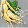 GMP Gesundheitspflege Versorgungsmaterial Versorgungsmaterial-Auszug Hochwertiger Panax Ginseng Extrakt